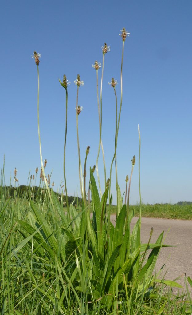Alternate text for image: Plantago lanceolata grows worldwide. https://commons.wikimedia.org/wiki/File:Plantago_lanceolata_040807.jpg